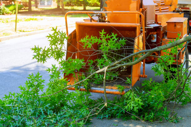 Best Tree Cabling and Bracing  in Taylorvle, IL